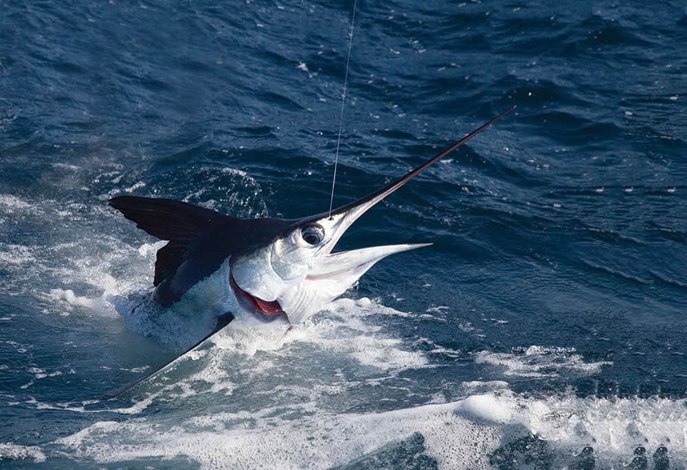 White marlins deals
